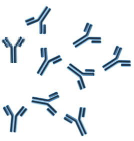 Illustrative graphic showing how the lysis process results in an amplified production of anti-platelet antibodies