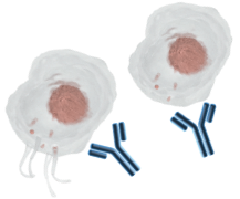 Illustrative graphic showing how anti-platelet antibodies may also target megakaryocytes, resulting in impaired megakaryocyte function