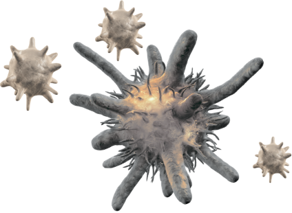 Illustrative graphic showing how macrophage recognition of antibody-coated platelets results in unregulated platelet destruction